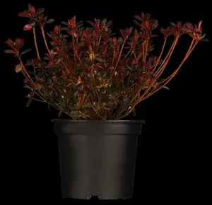 Rhododendron (AJ) 'Maruschka' - 4 Ltr pot - image 3