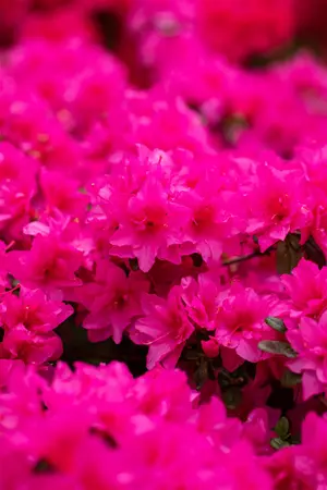 Rhododendron (AJ) 'Melina' - 2 Ltr pot - image 5