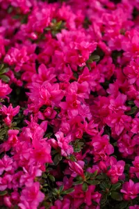 Rhododendron (AJ) 'Melina' - 2 Ltr pot - image 2