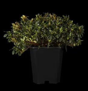 Rhododendron (AJ) 'Melina'