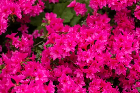 Rhododendron (AJ) 'Melina' - 2 Ltr pot - image 4