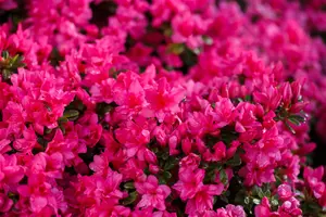 Rhododendron (AJ) 'Melina' - 2 Ltr pot - image 3