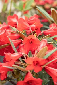 Rhododendron (AJ) 'Mother's Day' - 3 Ltr pot - image 2