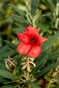 Rhododendron (AJ) 'Mother's Day' - 2.5 Ltr pot - image 3