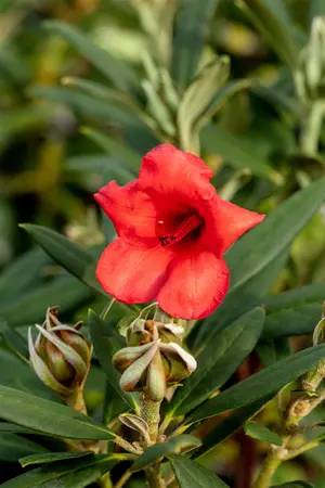 Rhododendron (AJ) 'Mother's Day' - 4 Ltr pot - image 3