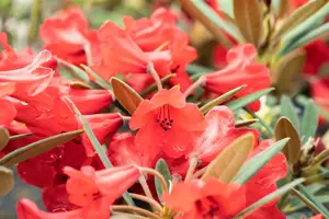 Rhododendron (AJ) 'Mother's Day'
