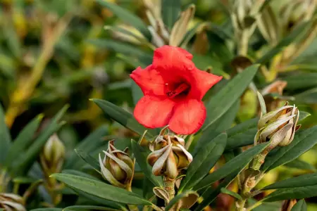 Rhododendron (AJ) 'Mother's Day' - 3 Ltr pot - image 4