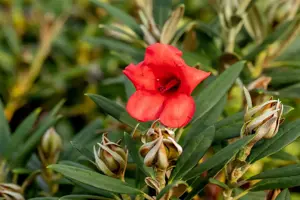 Rhododendron (AJ) 'Mother's Day' - 3 Ltr pot - image 4