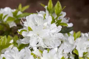 Rhododendron (AJ) 'Palestrina'