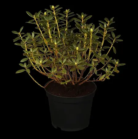 Rhododendron (AJ) 'Perfecto Mundo? Double Purple' - 3 Ltr pot - image 1