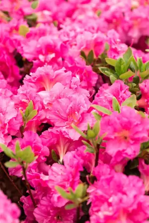 Rhododendron (AJ) 'Petticoat' - 40-50 CM C10 - image 5