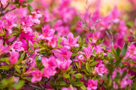 Rhododendron (AJ) 'Petticoat' - 40-50 CM C10 - image 1