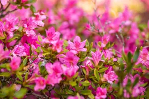 Rhododendron (AJ) 'Petticoat'