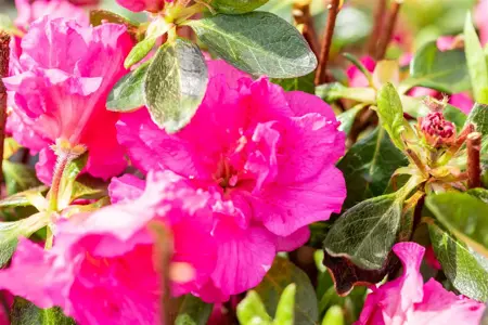 Rhododendron (AJ) 'Petticoat' - 40-50 CM C10 - image 2