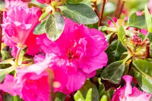 Rhododendron (AJ) 'Petticoat' - 40-50 CM C10 - image 2