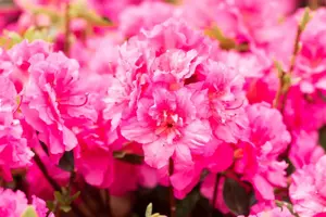Rhododendron (AJ) 'Petticoat' - 40-50 CM C10 - image 3