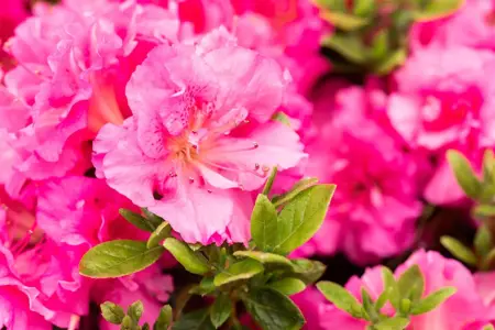Rhododendron (AJ) 'Petticoat' - 40-50 CM C10 - image 4