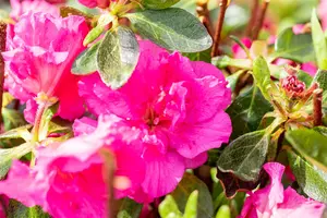 Rhododendron (AJ) 'Petticoat' - P9 - image 2