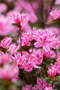 Rhododendron (AJ) 'Pink Poetry'