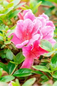 Rhododendron (AJ) 'Pink Poetry' - 40-50 CM C10 - image 2