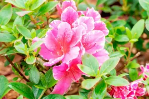 Rhododendron (AJ) 'Pink Poetry' - 40-50 CM C10 - image 3