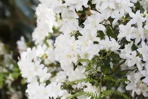 Rhododendron (AJ) 'Pleasant White'