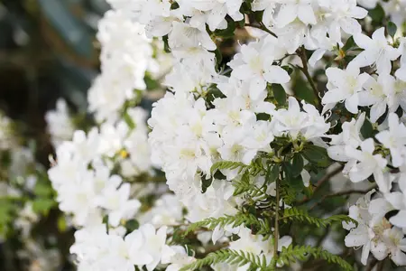 Rhododendron (AJ) 'Pleasant White' - 20-25 CM C2