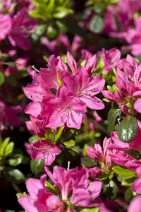 Rhododendron (AJ) 'Purpurkissen' - P9