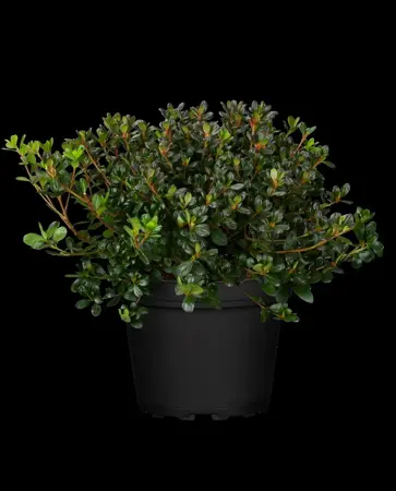 Rhododendron (AJ) 'Purpurkissen' - 20-25 CM C3 - image 2