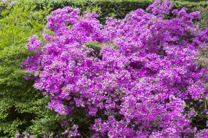 Rhododendron (AJ) 'Purpurtraum' - P9