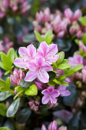 Rhododendron (AJ) 'Rokoko' - 20-25 CM C3 - image 2