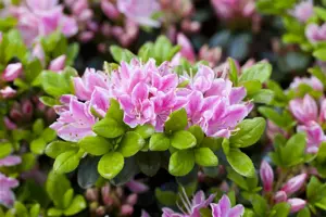 Rhododendron (AJ) 'Rokoko'