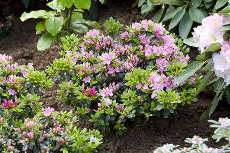 Rhododendron (AJ) 'Rokoko' - 20-25 CM C3 - image 3