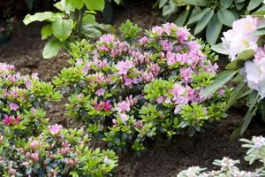 Rhododendron (AJ) 'Rokoko' - 20-25 CM C3 - image 3