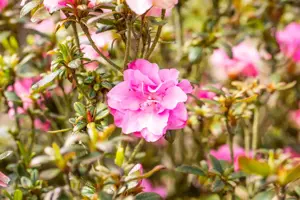 Rhododendron (AJ) 'Rokoko' - 20-25 CM C3 - image 4