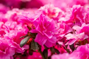 Rhododendron (AJ) 'Rokoko' - 20-25 CM C3 - image 5