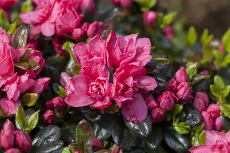 Rhododendron (AJ) 'Rosinetta' - P9 - image 1