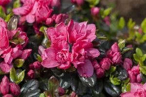 Rhododendron (AJ) 'Rosinetta' - P9 - image 1