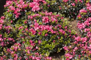 Rhododendron (AJ) 'Rosinetta' - P9 - image 2