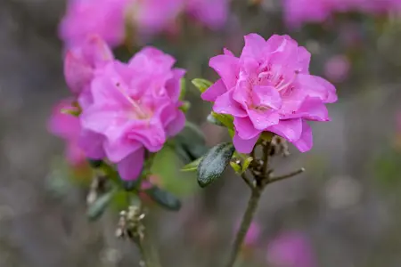 Rhododendron (AJ) 'Rosinetta' - P9 - image 4