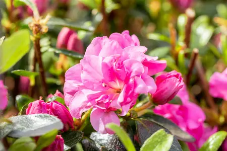Rhododendron (AJ) 'Rosinetta' - P9 - image 5