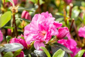 Rhododendron (AJ) 'Rosinetta' - P9 - image 5