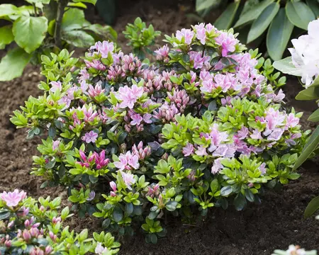 Rhododendron (AJ) 'Rosinetta' - P9 - image 3