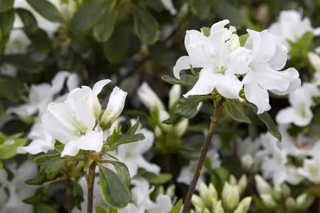 Rhododendron (AJ) 'Roza' - 15 Ltr pot - image 4