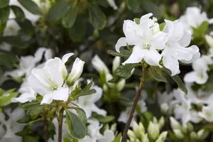 Rhododendron (AJ) 'Roza' - 15 Ltr pot - image 4