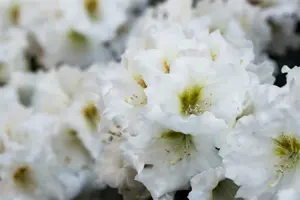 Rhododendron (AJ) 'Sandy's Fire'