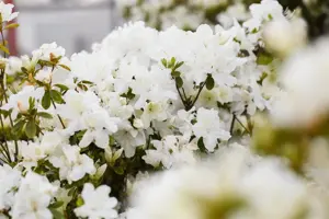 Rhododendron (AJ) 'Schneesturm' - P9 - image 4