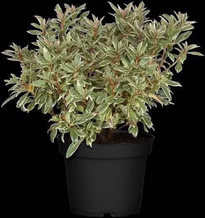 Rhododendron (AJ) 'Silver Sword' - 2 Ltr pot