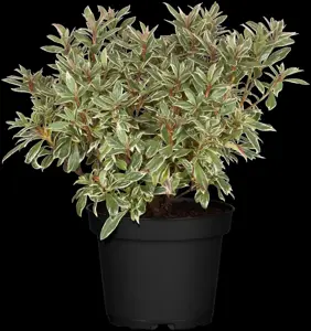 Rhododendron (AJ) 'Silver Sword'