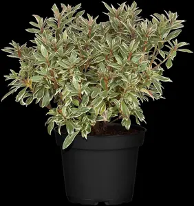 Rhododendron (AJ) 'Silver Sword'